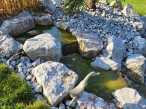 20240826 092313 300x225 - Bassin entre contemporain et naturel… lequel pour un jardin bucolique ?