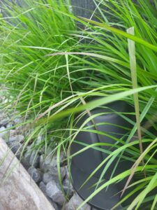 20250529 155519 225x300 - Sonorisation de jardin : la touche en plus pour le bien-être