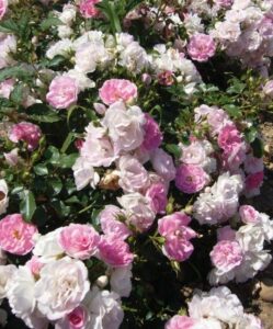 39841105e7c45a838b208ce5fbd4121b 249x300 - 🌹 Rosier pour massif : paysager, grimpant ou couvre-sol, misez sur la diversité !