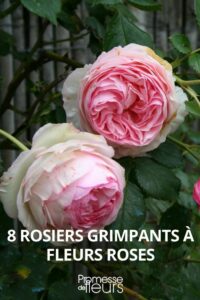 468ef92ed3e703b315e1042c0462124f 200x300 - 🌹 Rosier pour massif : paysager, grimpant ou couvre-sol, misez sur la diversité !