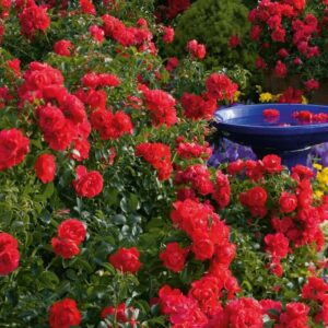5117edb7d1ffe8ae534677c382084b76 300x300 - 🌹 Rosier pour massif : paysager, grimpant ou couvre-sol, misez sur la diversité !