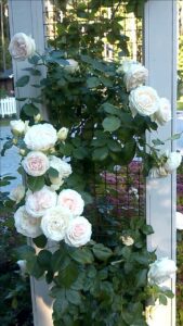 6c971ca9dd646e9c2ad81834780d624b 169x300 - 🌹 Rosier pour massif : paysager, grimpant ou couvre-sol, misez sur la diversité !