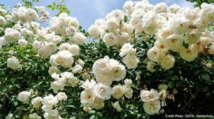 🌹 Rosier pour massif : paysager, grimpant ou couvre-sol, misez sur la diversité ! 91ce64da33011c183a52d3698190d6b0 300x168 - 🌹 Rosier pour massif : paysager, grimpant ou couvre-sol, misez sur la diversité !