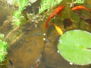 bbb3 300x225 - Bassin entre contemporain et naturel… lequel pour un jardin bucolique ?