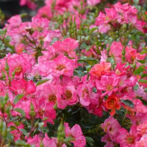 🌹 Rosier pour massif : paysager, grimpant ou couvre-sol, misez sur la diversité ! cc0964f90a8f12b0677e7f9e5c392d93 300x300 - 🌹 Rosier pour massif : paysager, grimpant ou couvre-sol, misez sur la diversité !