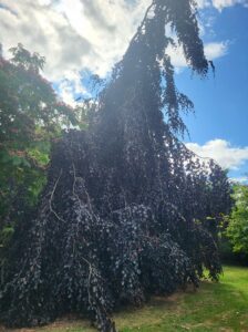 20250627 105030 224x300 - Arbres dans le jardin contre les fortes chaleurs : la solution naturelle pour un extérieur tempéré