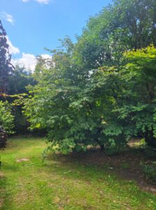 20250627 105037 224x300 - Arbres dans le jardin contre les fortes chaleurs : la solution naturelle pour un extérieur tempéré