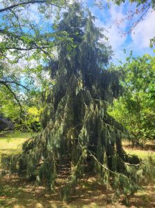 20250627 105127 224x300 - Arbres dans le jardin contre les fortes chaleurs : la solution naturelle pour un extérieur tempéré