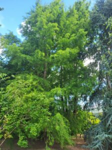 20250627 105414 224x300 - Arbres dans le jardin contre les fortes chaleurs : la solution naturelle pour un extérieur tempéré