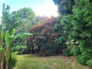 20250627 105511 300x225 - Arbres dans le jardin contre les fortes chaleurs : la solution naturelle pour un extérieur tempéré
