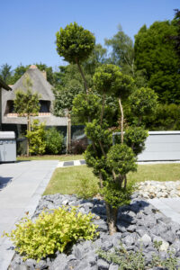 carnel paysages taille entretien juin