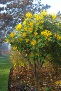 Cure de jouvence automnale : chouchoutez votre jardin pour un printemps éclatant