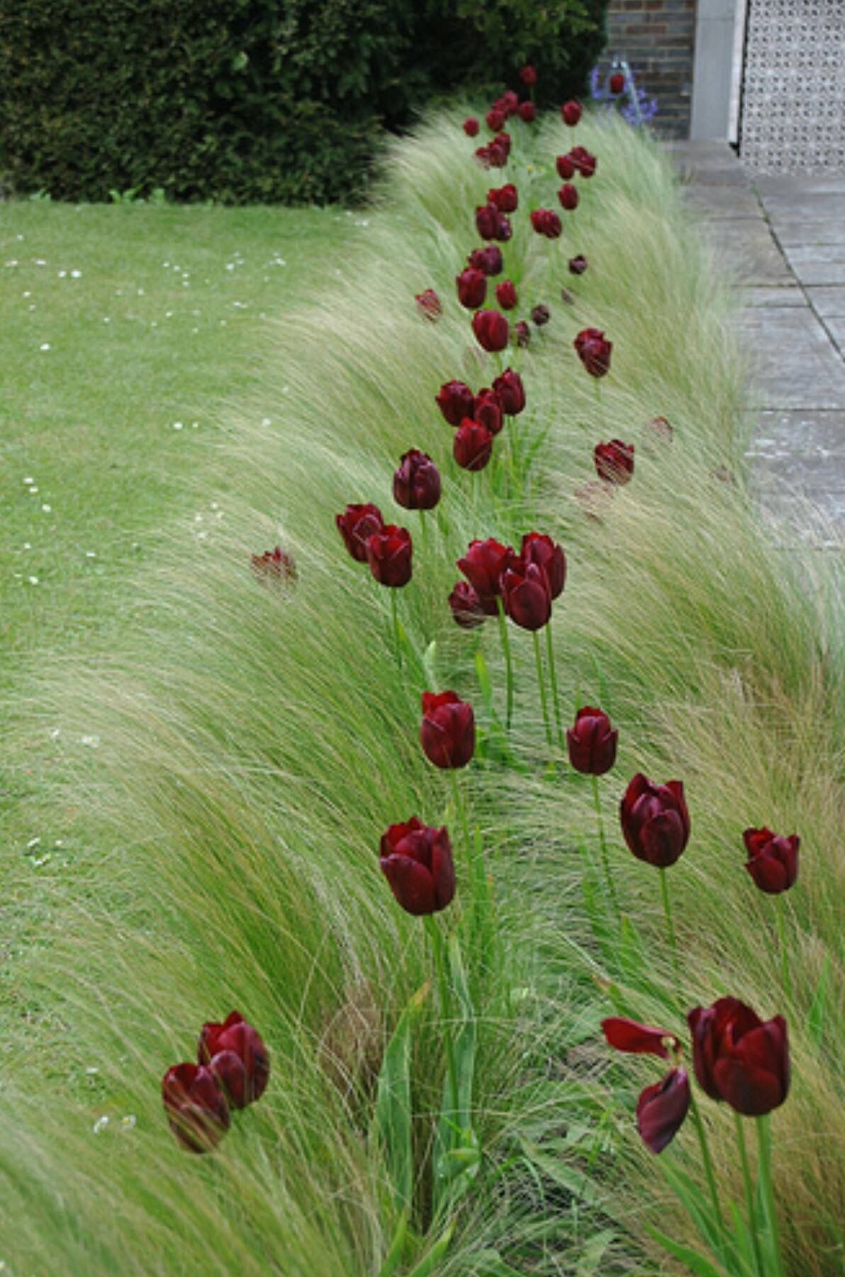 Plantation de bulbes pour un jardin de printemps éclatant : techniques et choix de variétés
