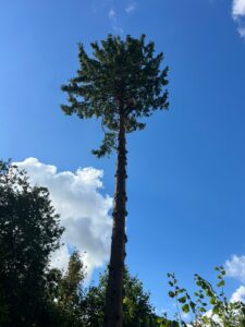 Taille de haie de conifère : dernière ligne droite avant l’hiver
