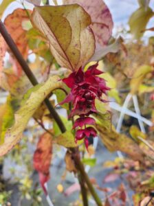 L’automne est la meilleure saison pour créer ou rénover son jardin