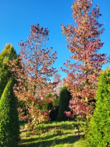 L’automne est la meilleure saison pour créer ou rénover son jardin