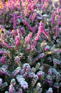 Que faire des feuilles mortes en automne : le guide .