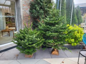 Pourquoi faire le choix d’un sapin naturel pour Noël ?