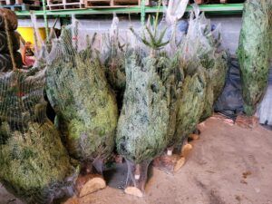 Pourquoi faire le choix d’un sapin naturel pour Noël ?