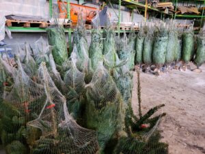 Pourquoi faire le choix d’un sapin naturel pour Noël ?