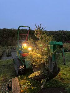 Pourquoi faire le choix d’un sapin naturel pour Noël ?