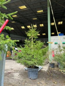 Pourquoi faire le choix d’un sapin naturel pour Noël ?