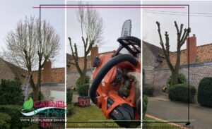 Janvier un mois idéal pour l’élagage et la taille d’arbre