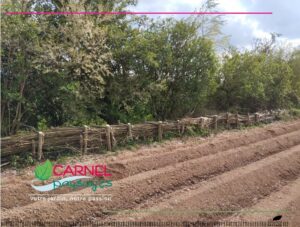 Janvier un mois idéal pour l’élagage et la taille d’arbre