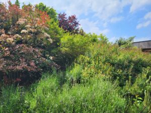 Février que faire au jardin taille : guide complet pour vos jardins !