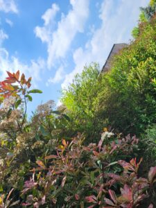 Février que faire au jardin taille : guide complet pour vos jardins !