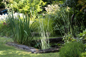 Soins et plantation des graminées : le guide complet !