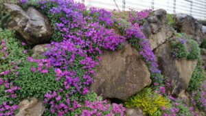 Planter maintenant pour un été flamboyant : Guide expert!