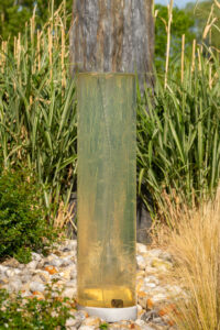 Soins et plantation des graminées : le guide complet !