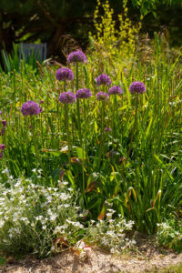 Soins et plantation des graminées : le guide complet !