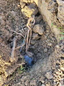 Pourquoi les taupes sont de retour en février et surtout que faire ?