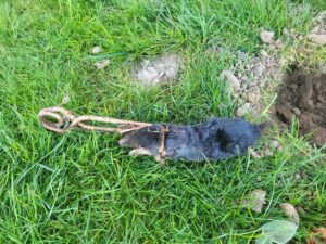 Pourquoi les taupes sont de retour en février et surtout que faire ?