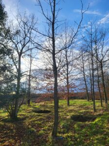 Plantation de gros arbres : le guide pour transformer votre jardin