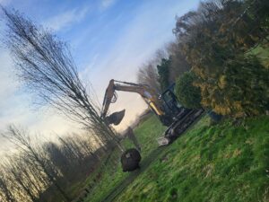 Plantation de gros arbres : le guide pour transformer votre jardin