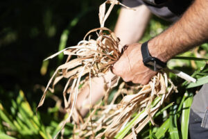 Soins et plantation des graminées : le guide complet !