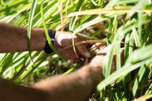 Soins et plantation des graminées : le guide complet !