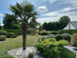 Plantation de gros arbres : le guide pour transformer votre jardin