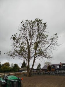 Plantation de gros arbres : le guide pour transformer votre jardin