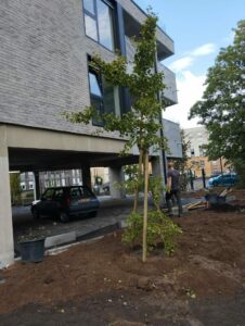 Plantation de gros arbres : le guide pour transformer votre jardin