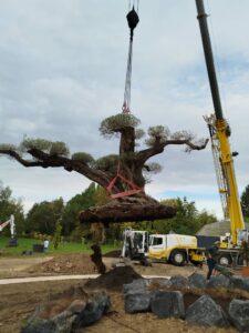 Plantation de gros arbres : le guide pour transformer votre jardin