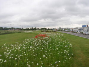 Planter maintenant pour un été flamboyant : Guide expert!