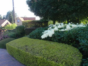 Planter maintenant pour un été flamboyant : Guide expert!