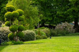 Soins et plantation des graminées : le guide complet !