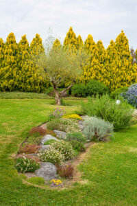 Soins et plantation des graminées : le guide complet !