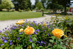 Soins et plantation des graminées : le guide complet !