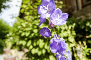 Les floraisons de printemps un vrai régal !